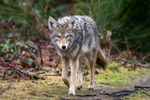 Coyotes In Delaware are quite recent