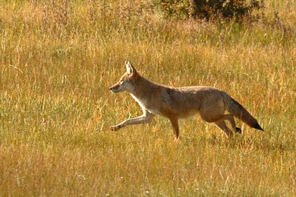 Coyote’s Speed Comparison to Other Animals