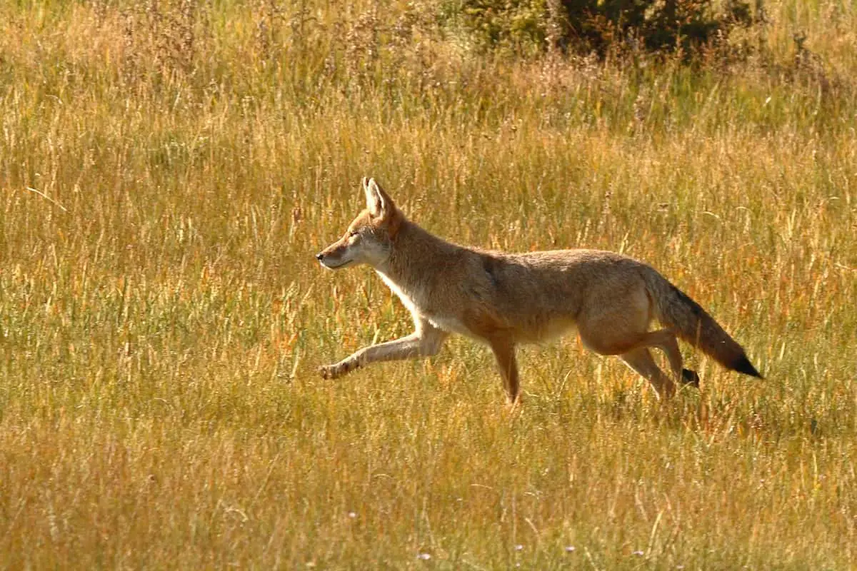 Coyote’s Speed Comparison to Other Animals