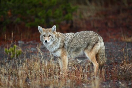 Coyotes in Iowa are present frequently