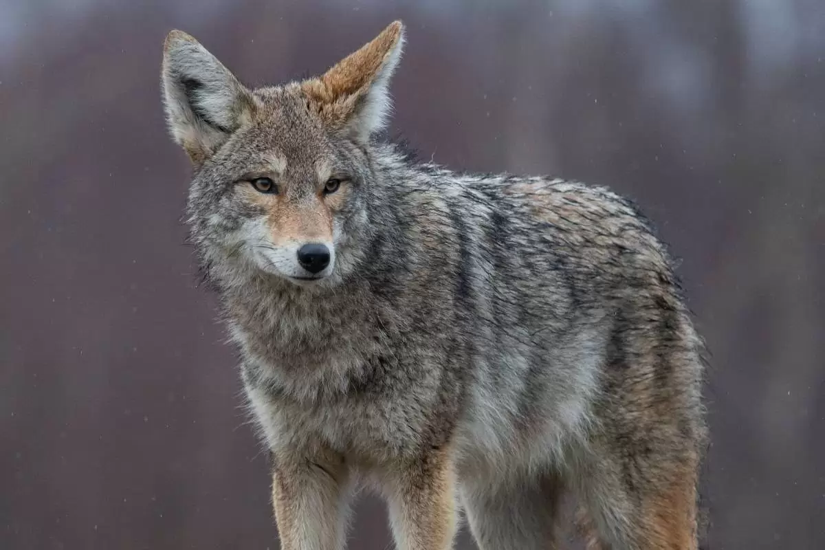 Yes there are coyotes in Maine