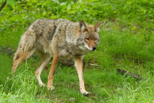 Are there Coyotes In Virginia? Yes there are.