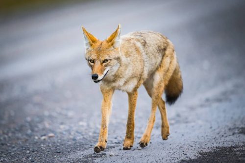 Coyotes in Wisconsin are present