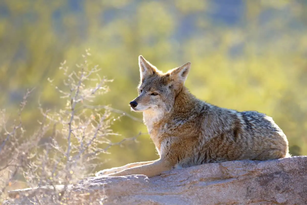 Habitat of the Coyotes in the state