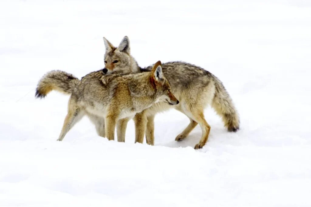 A pair of coyote courting in the mating season.