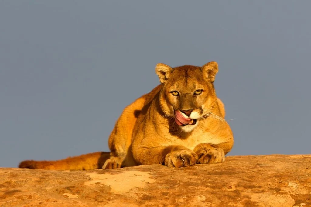 Do mountain lions eat coyotes? Yes, they can.