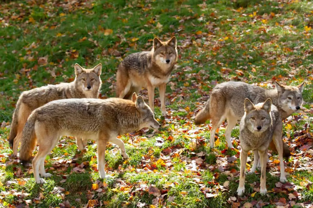 Does Killing Coyotes Increase Their Population