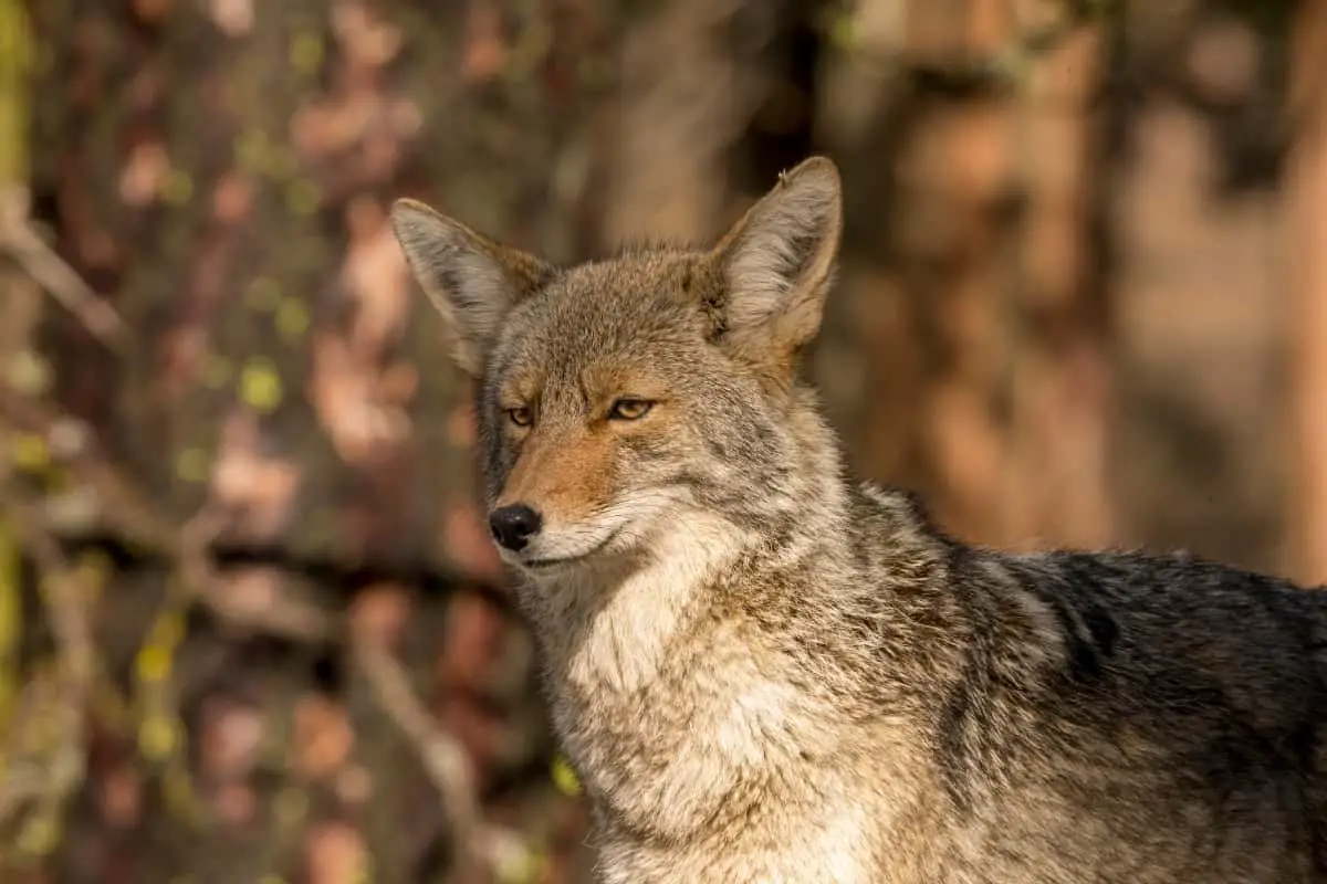 Ecological Importance of the Coyotes