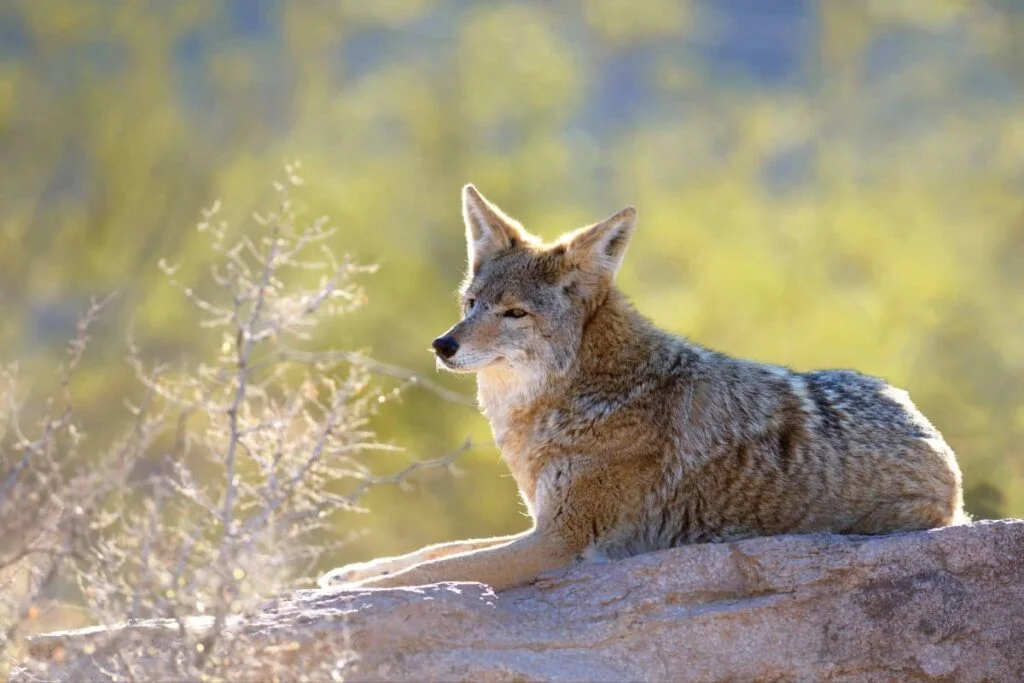 Properly Euthanizing or Releasing Captured Coyotes