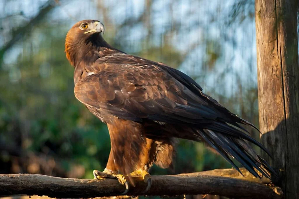 Golden eagles sitting on a branch, waiting for young coyote pups