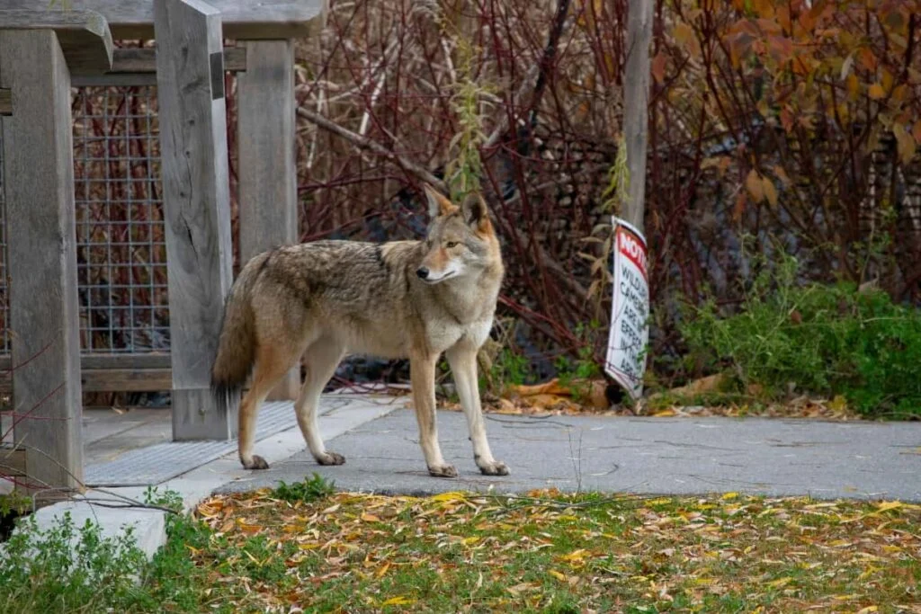 An urban coyote in Illinois