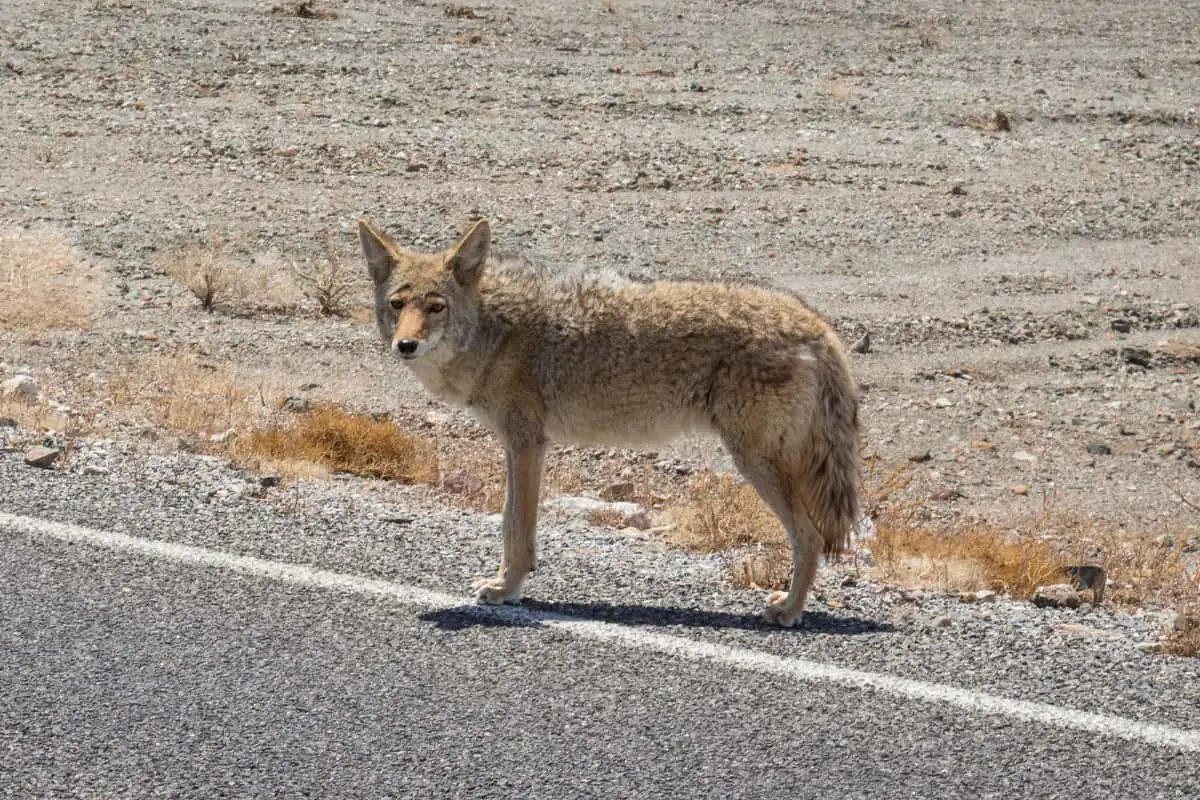 Coyotes are present in the Wisconsin since early 20th century.