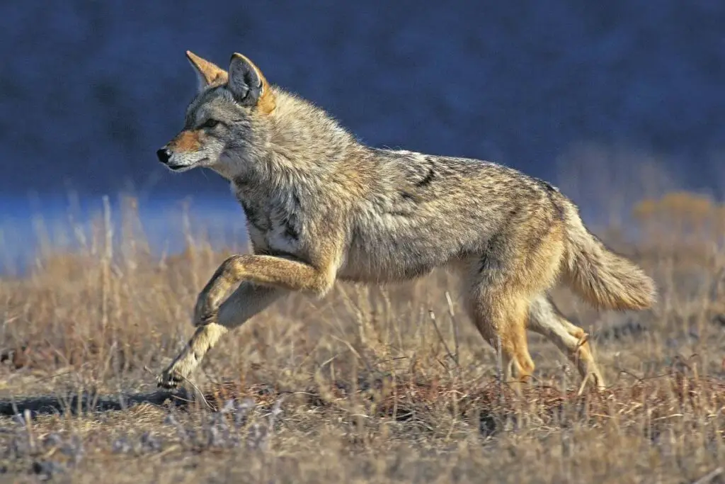 Coyote speed: How fast can a coyote run?