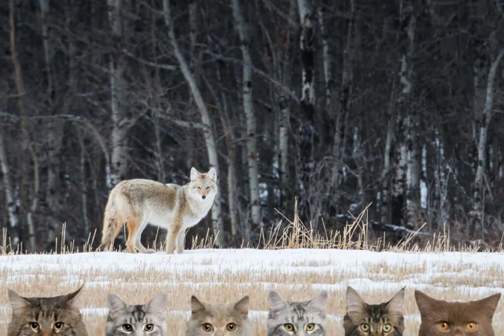 How far away can a coyote smell a cat