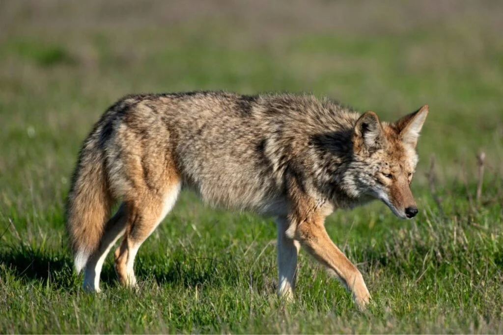 In 2003, coyote population was around 25000-30000 in the state