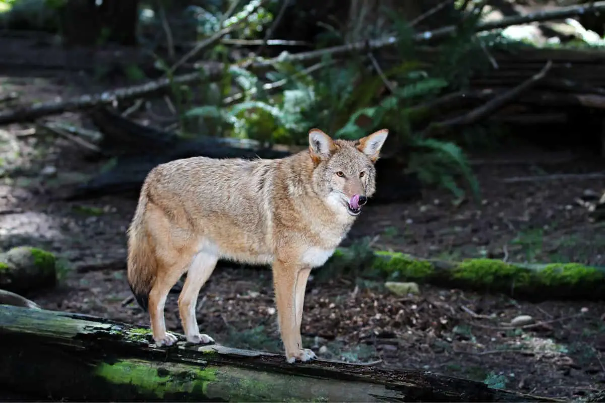 How to Protect Your Cats from Coyotes