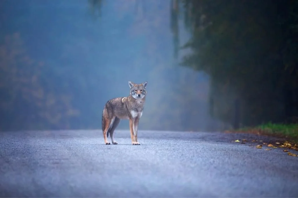 How to identify an eastern coyote