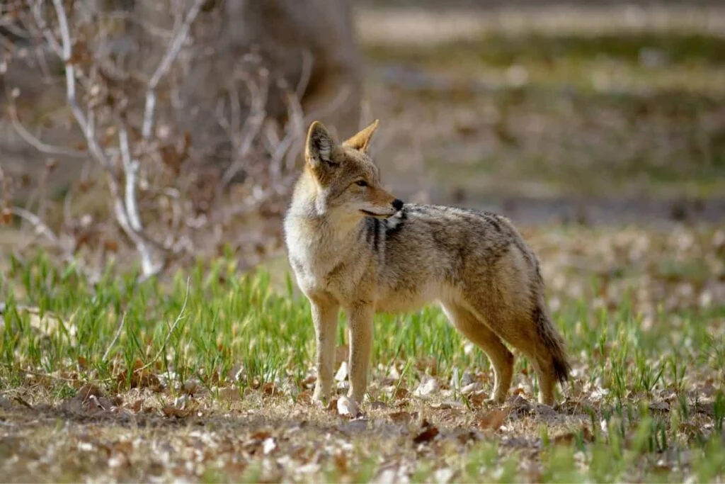 Impact of Coyote on the Illinois Ecosystem