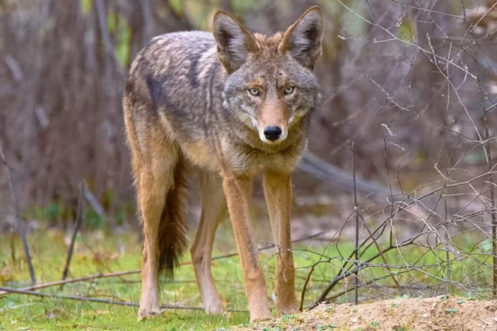Eyes locked with a coyote in the Oregon