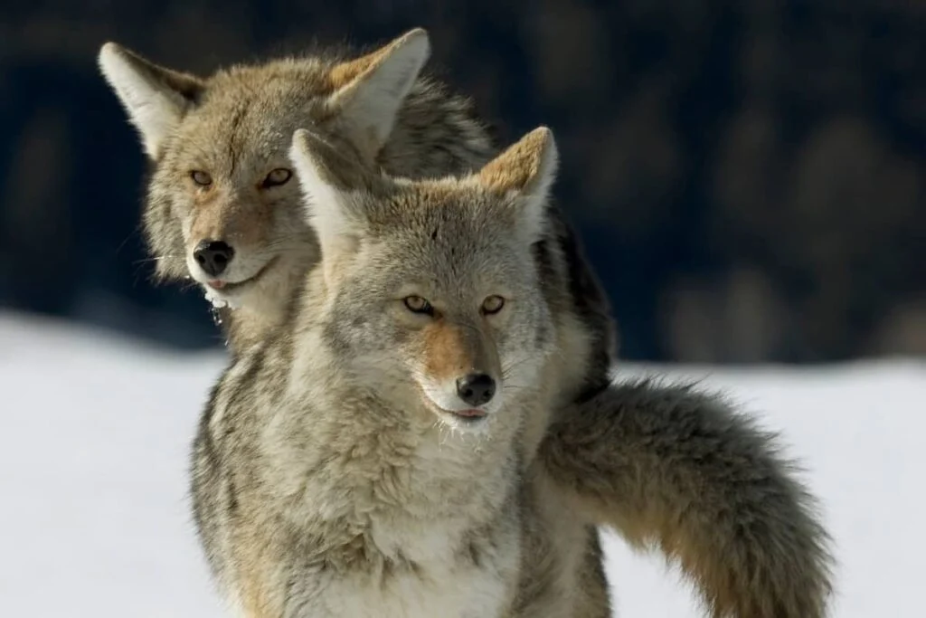 Courting/breeding coyote pair in the snow