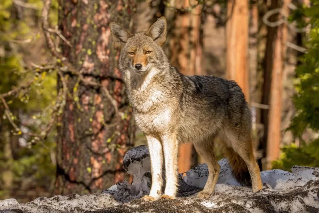 A coyote standing tall and posing for photo