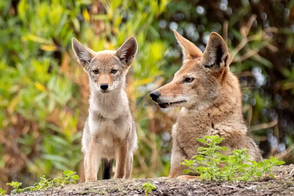 Coyote mating season in Wisconsin occurs in late winter