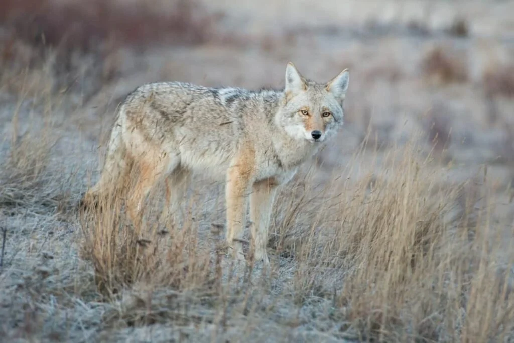 Responsible Coyote Trapping Practices