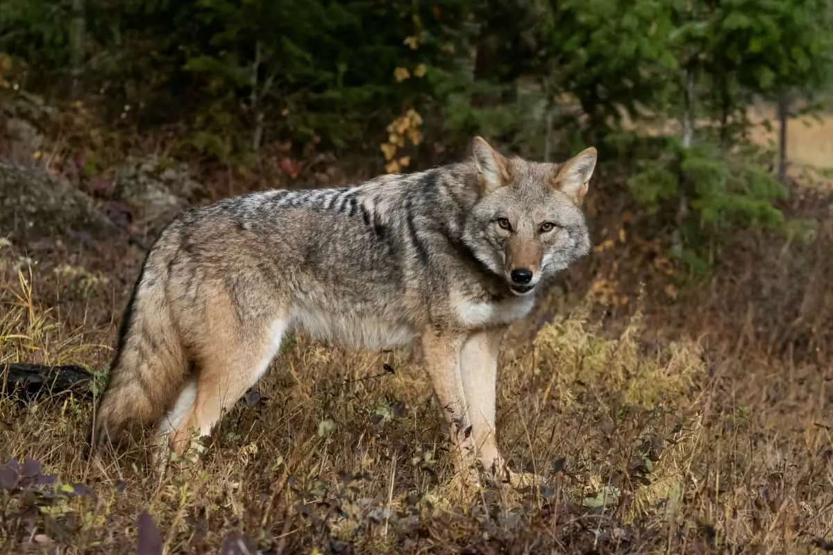 Rules and regulations for coyote hunting in South Dakota