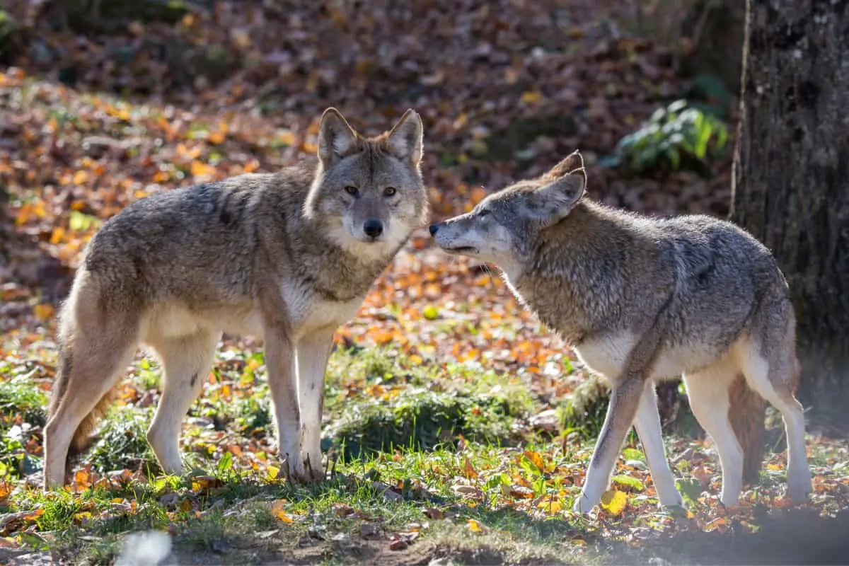 Rules and regulations for hunting coyotes in Virginia