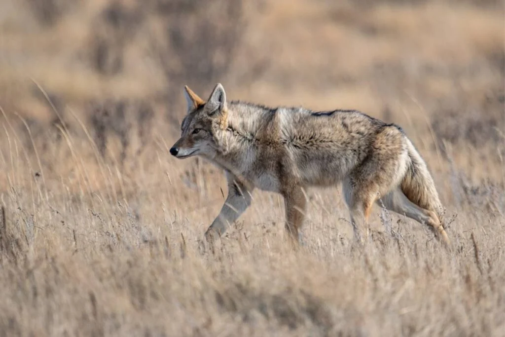 Rules for hunting coyotes in Pennsylvania