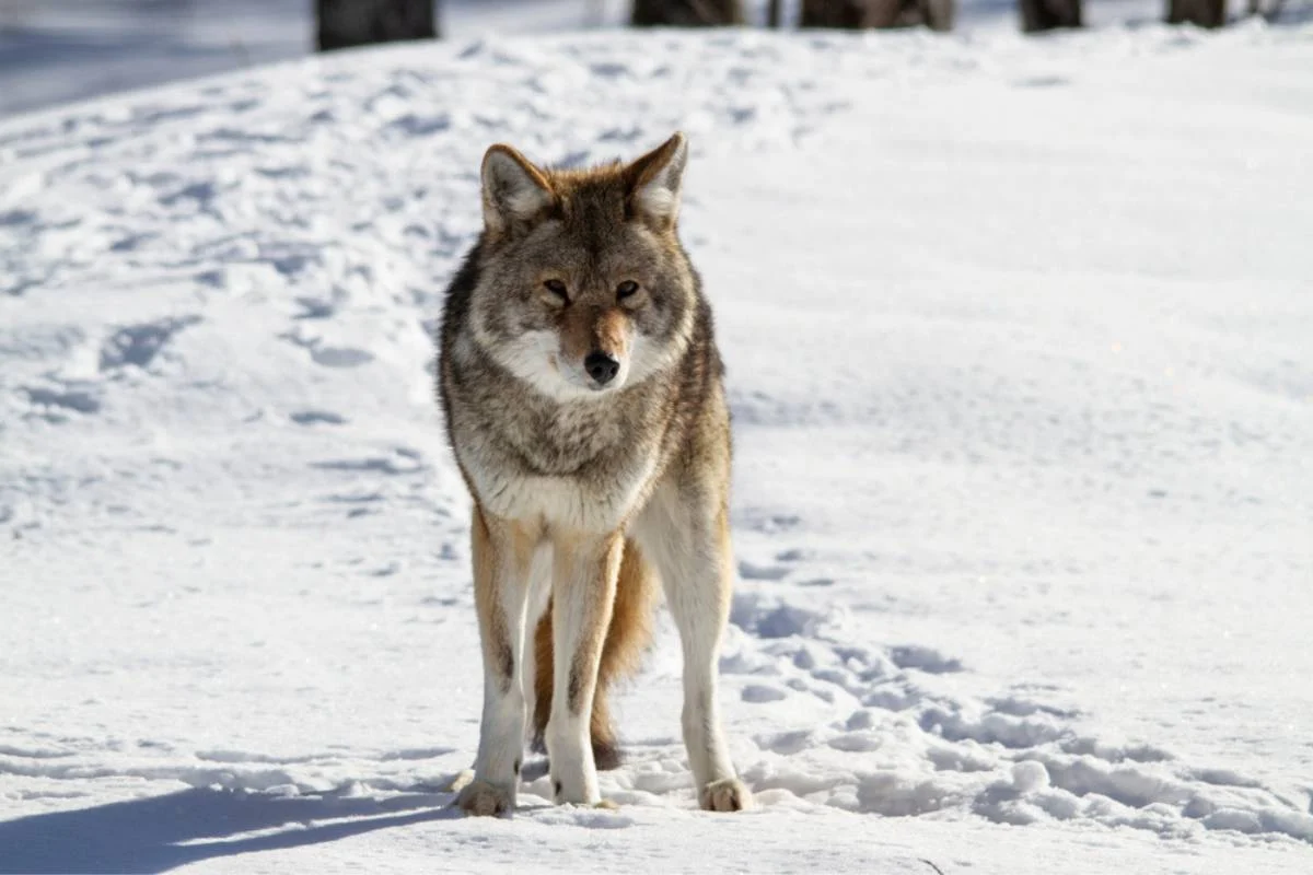 Size of the coyote in Pennsylvania