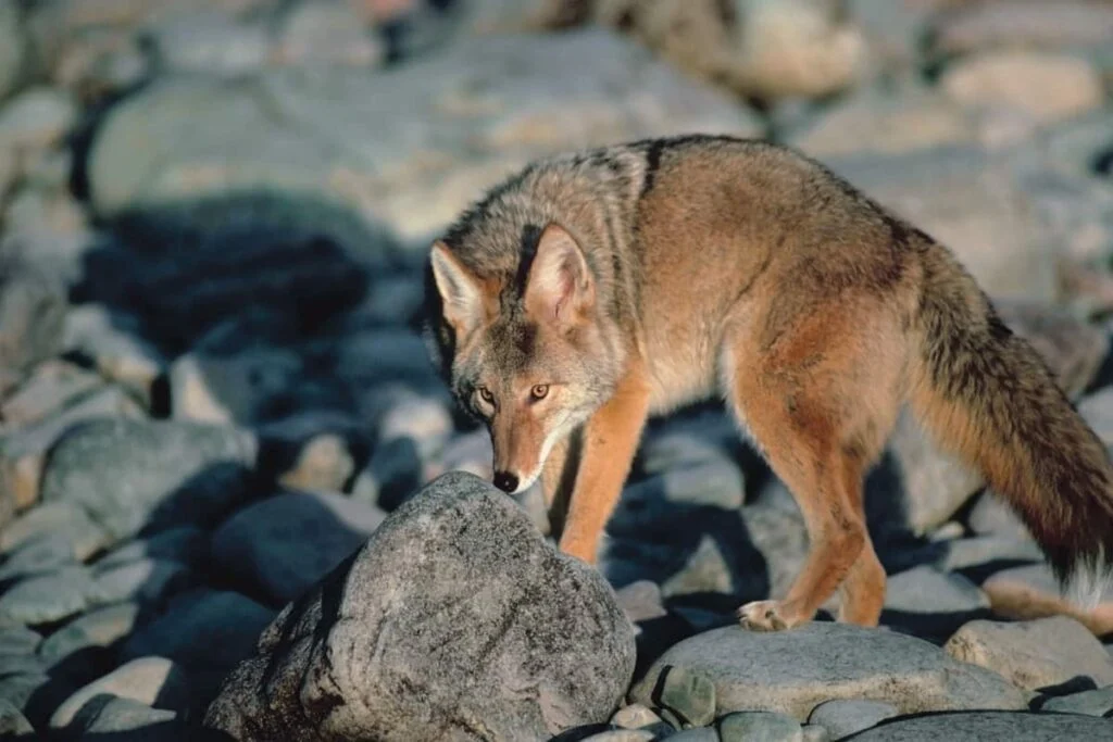 Do Coyotes Use Their Sense of Smell for Hunting?