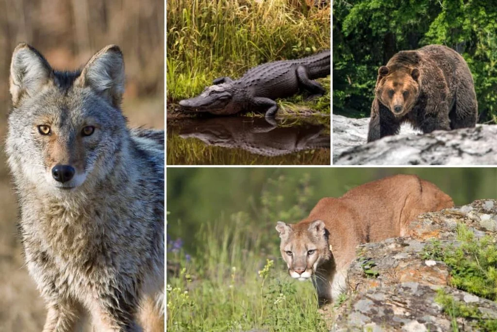 What Eats Coyotes? or Coyote predators