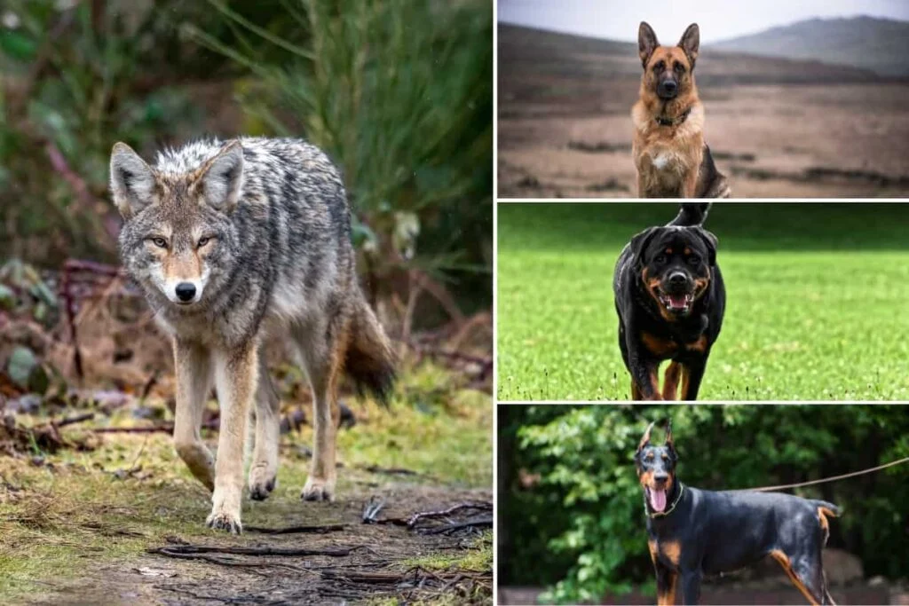 What dog can kill a coyote?