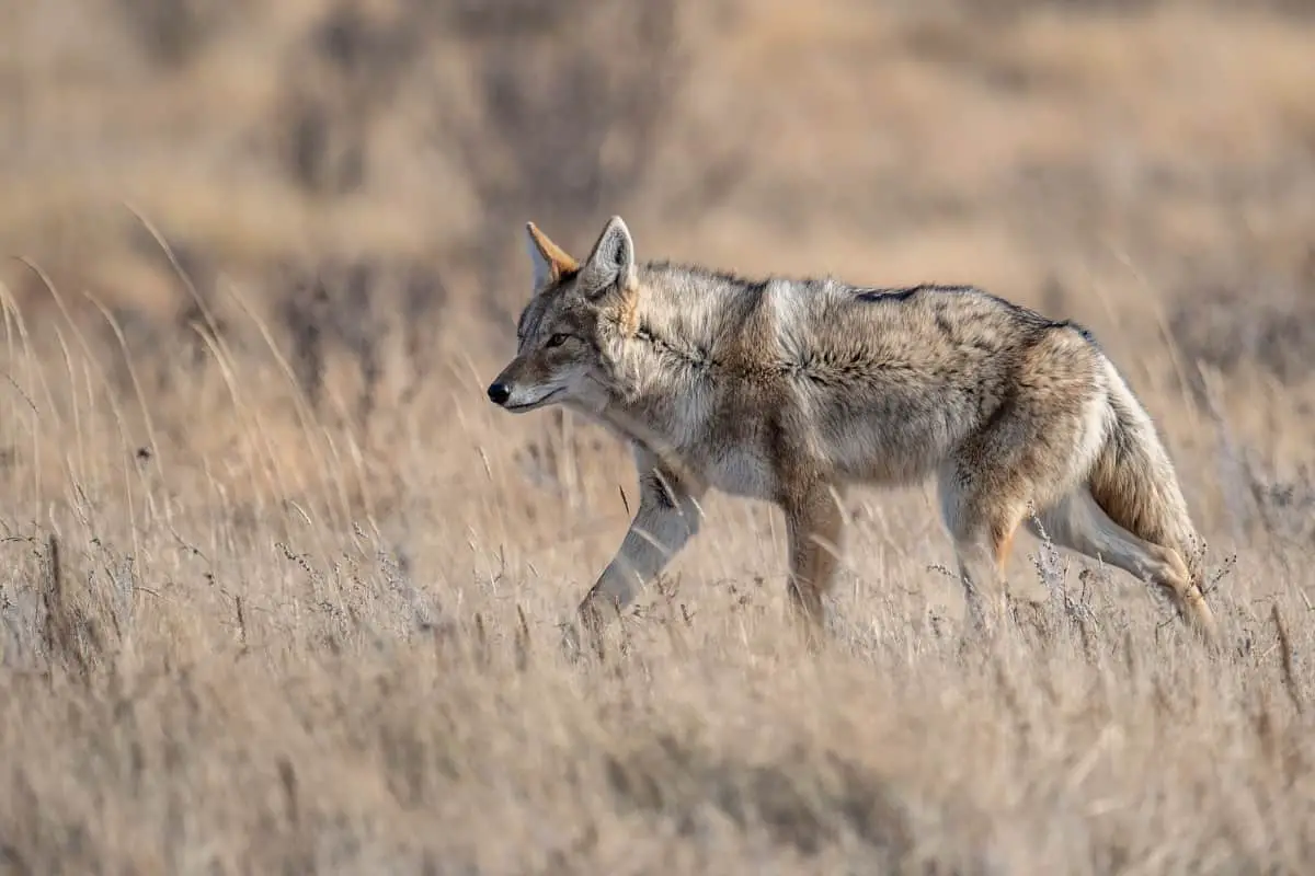 Coyote ready to prey on deer