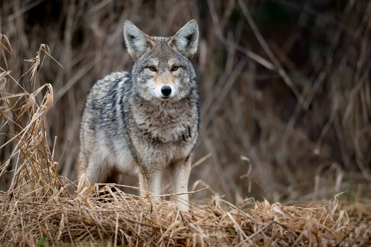 Why killing the coyotes doesn't work