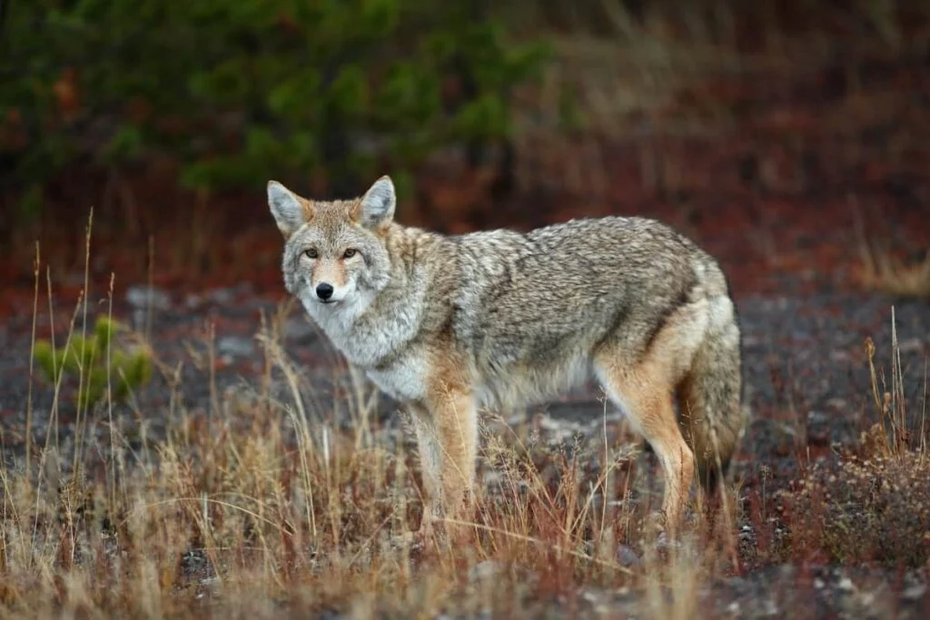 Are there coyotes in Illinois? Yes there are.