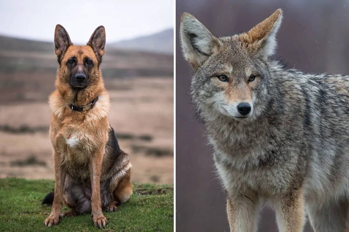 Crossbreeding of the coyote and dog