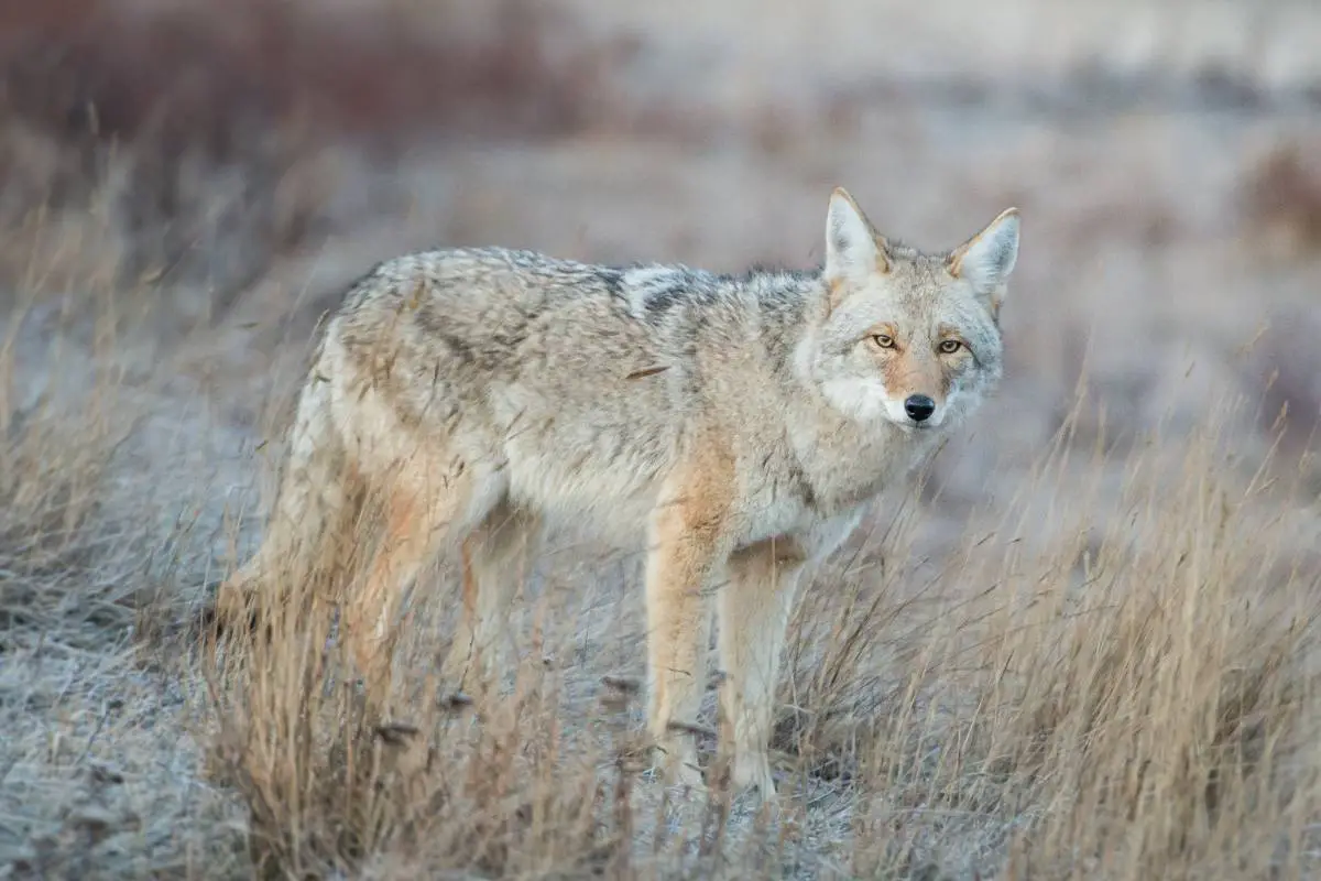 Methods to deal with coyote conflicts