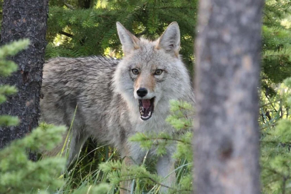 Tips for preventing conflict with the coyotes during mating season