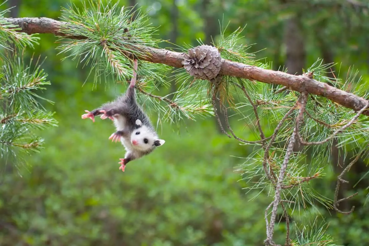 Newborn Baby opossum size is around 1 cm or 0.4 inch