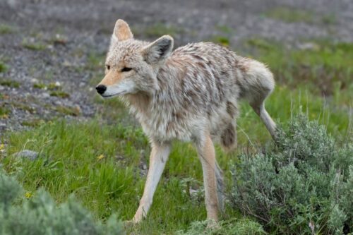 Coyote Urine Uses