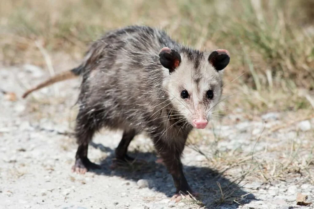 An Opossum having a length of 10-15 inches