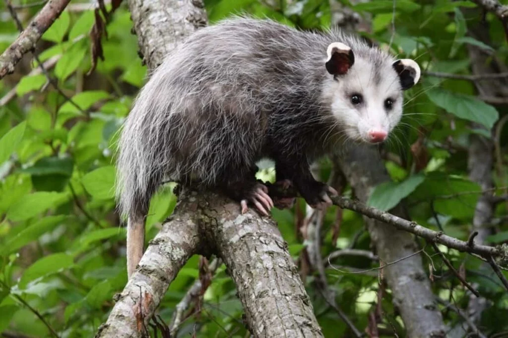 Where do opossums live? On the trees and ground
