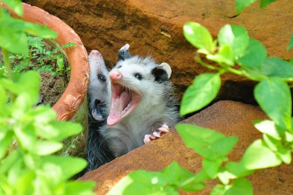 Baby opossum squeaking and chirping
