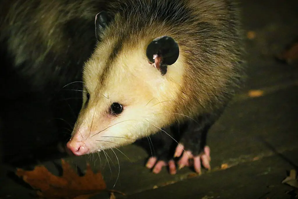 What are the Opossum Sounds at Night