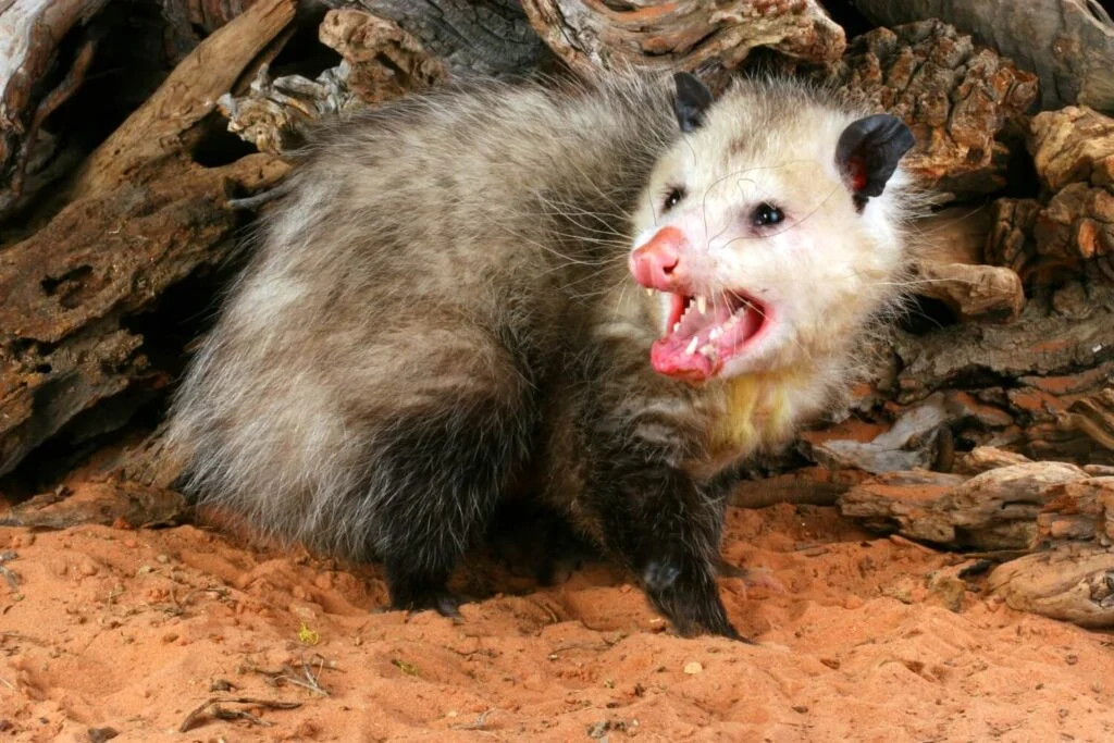 What sounds do opossums make
