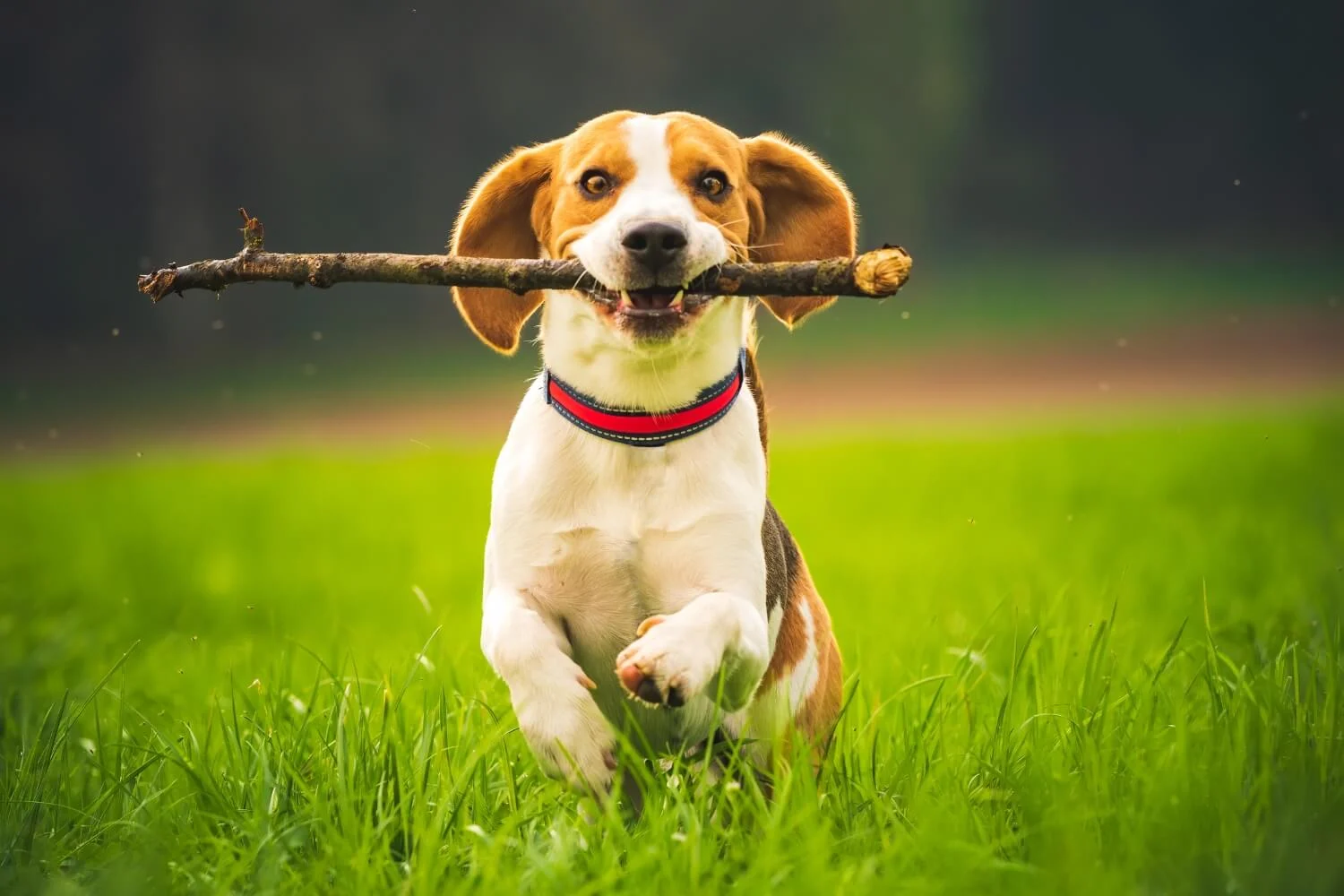 Flea Collar For Your Dog