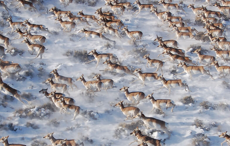 Mechanistic Models of Animal Migration Behaviour