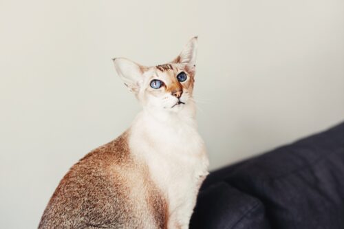 Oriental Shorthair Cat